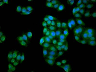 IBA57 Antibody