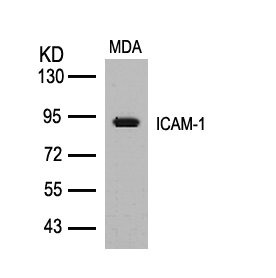 ICAM1 Antibody