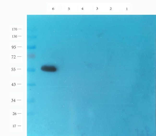 ICAM1 Rabbit Polyclonal Antibody