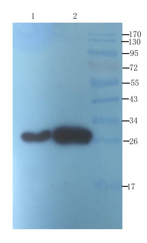 ICAM1 Rabbit Polyclonal Antibody