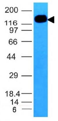 ICAM3 Antibody