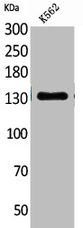 ICAM3 Antibody