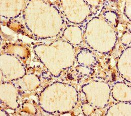 ICE1 Antibody