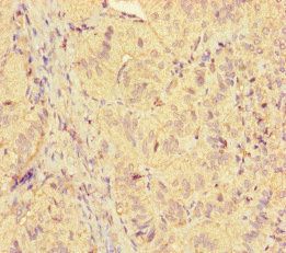ICE1 Antibody