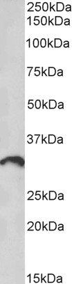 Goat anti-ICOS ligand / B7-H2 Antibody