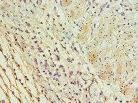 ICOSLG Antibody