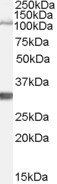 Goat anti-Ide (mouse) Antibody
