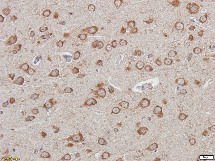 IDH2 Rabbit Polyclonal Antibody