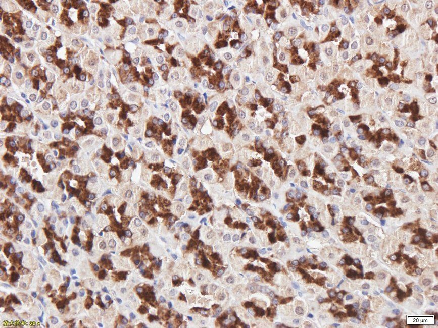 IDH2 Rabbit Polyclonal Antibody