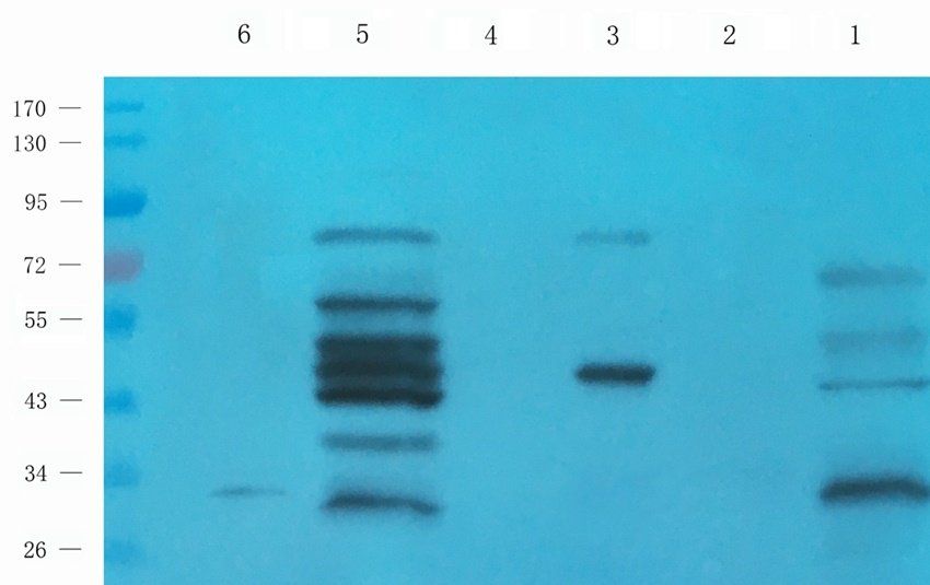 IDH2 Rabbit Polyclonal Antibody