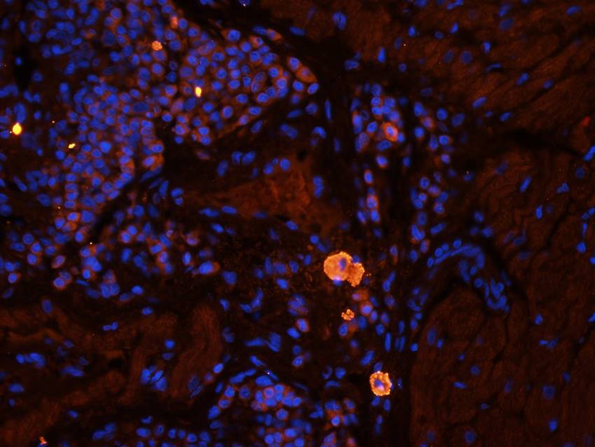 IDO Rabbit Polyclonal Antibody
