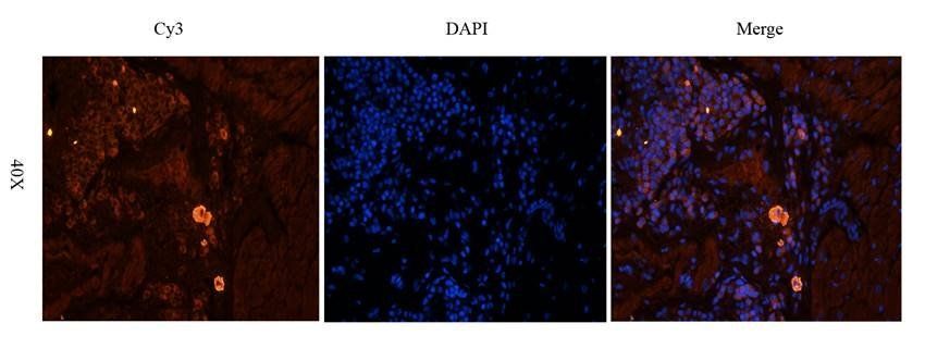 IDO Rabbit Polyclonal Antibody
