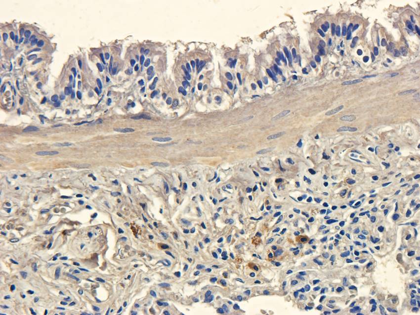 IDO Rabbit Polyclonal Antibody
