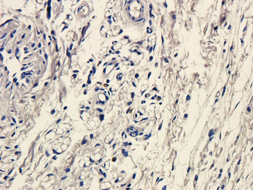 IDO Rabbit Polyclonal Antibody