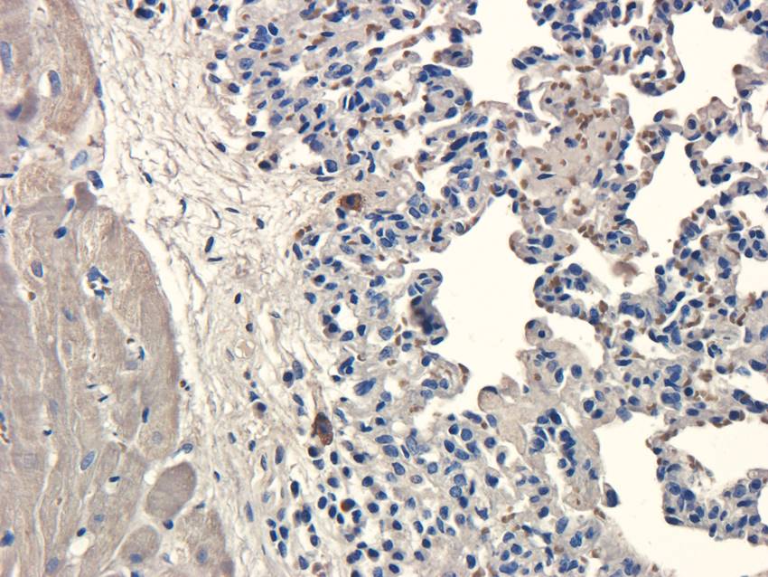 IDO Rabbit Polyclonal Antibody