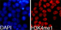 HIST3H3 Antibody