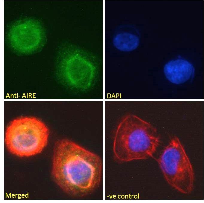 Goat anti-AIRE Antibody