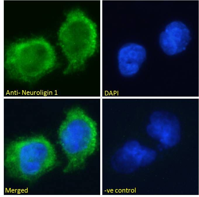 Neuroligin 1 Antibody
