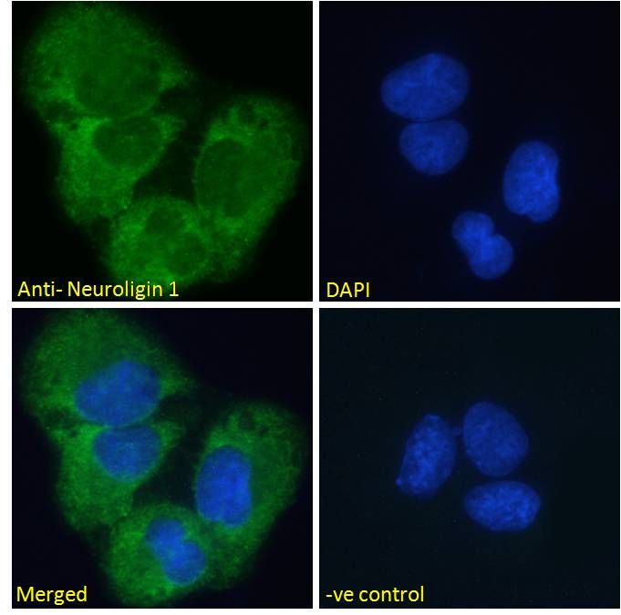 Neuroligin 1 Antibody