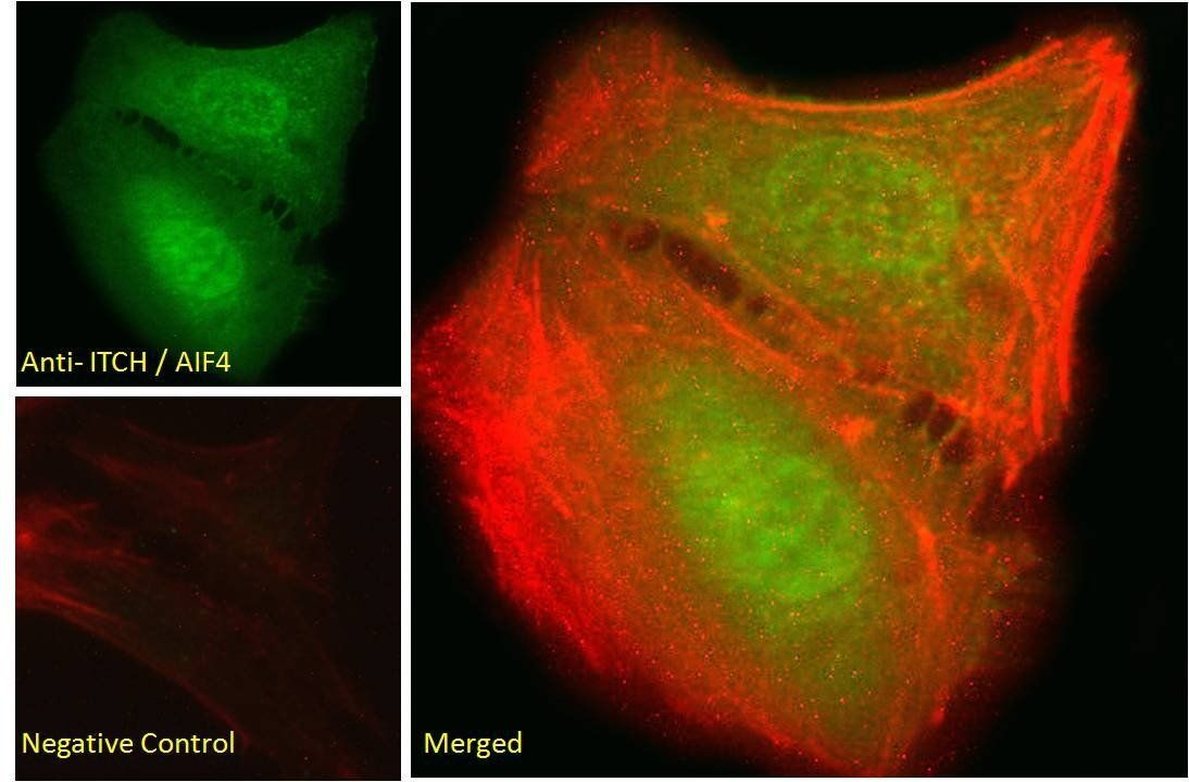 ITCH/AIF4 Antibody