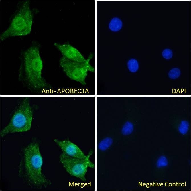 Goat anti-Phorbolin 1 / APOBEC3A Antibody