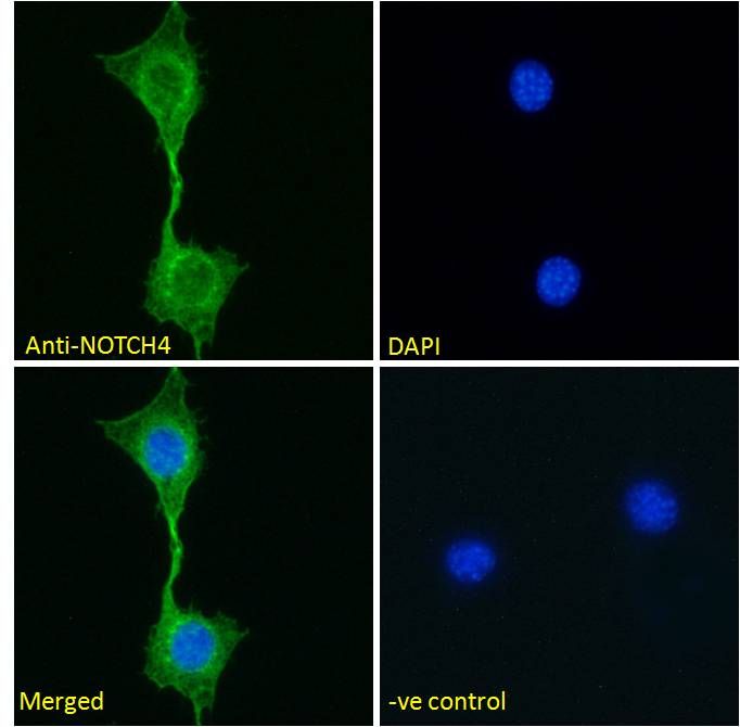 NOTCH4 (aa1261-1273) Antibody