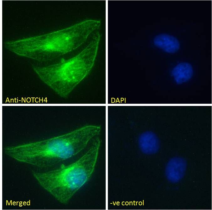 NOTCH4 (aa1261-1273) Antibody