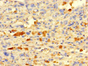 IFI27L2 Antibody