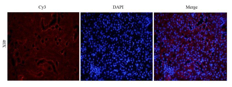 Interferon gamma Rabbit Polyclonal Antibody