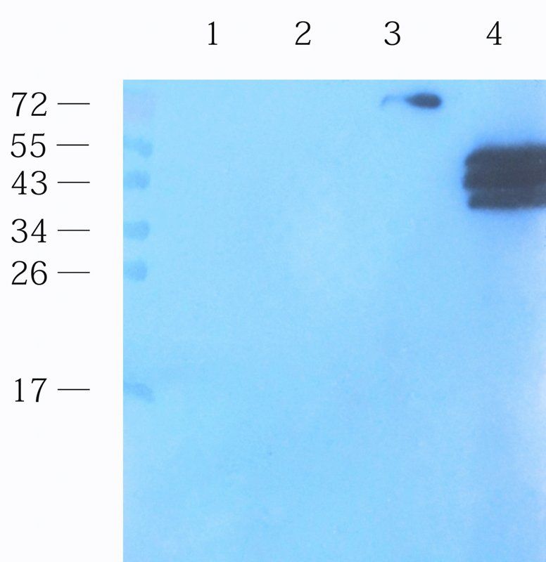 Interferon gamma Rabbit Polyclonal Antibody