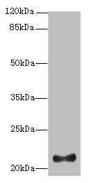 IFNAG Antibody