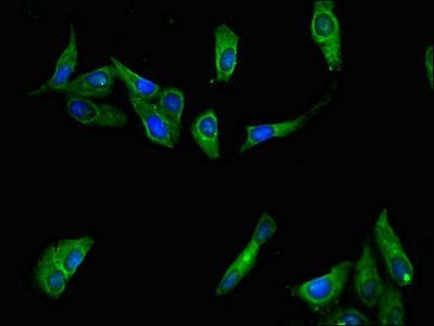 IFNL4 Antibody