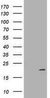 IGF1 Receptor Antibody