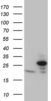 IGFBP1 Antibody