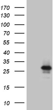 IGFBP1 Antibody