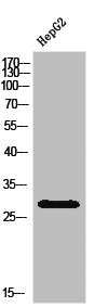 IGFBP1 Antibody