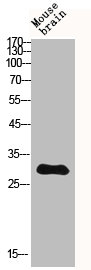 IGFBP3 Antibody