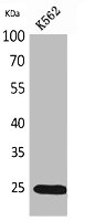 IGFBP6 Antibody