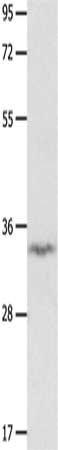 IGFBP7 Antibody