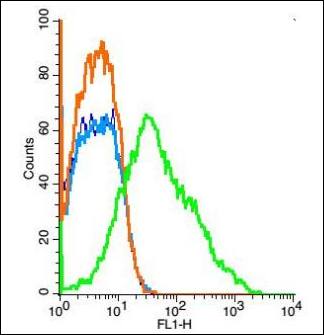 IGSF11 Rabbit Polyclonal Antibody