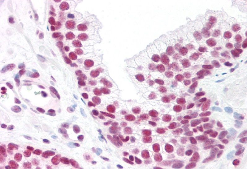 MAX Antibody