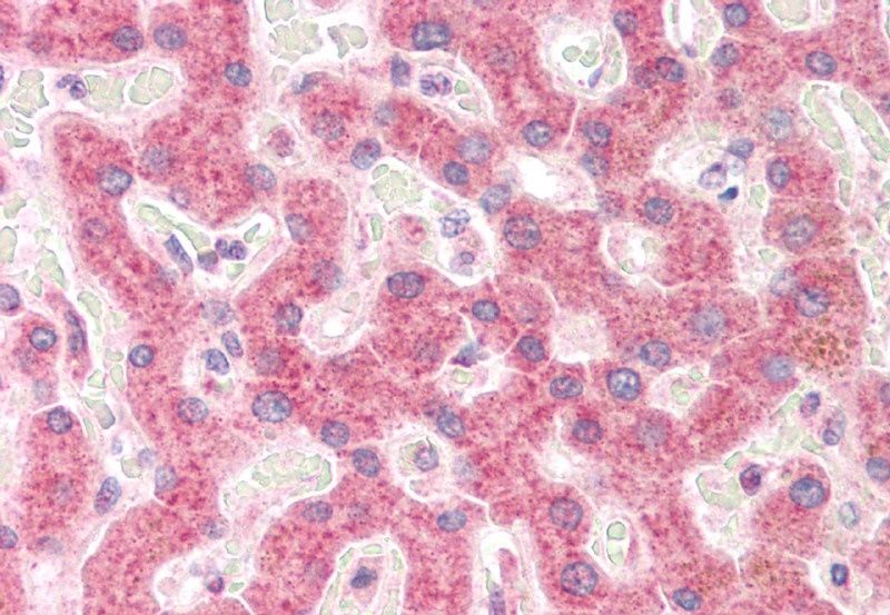 RPS19 Antibody