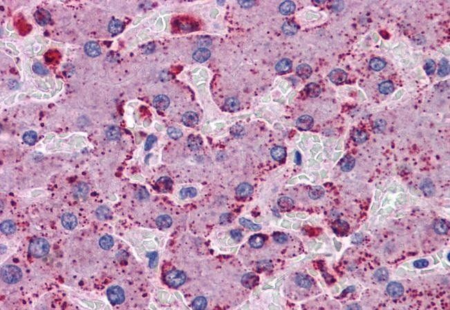 PRODH Antibody