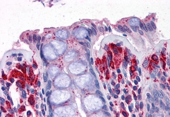 PRODH Antibody