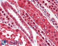 PEBP1/RKIP (Internal) Antibody