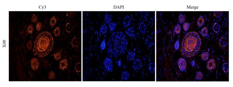 IL10 Rabbit Polyclonal Antibody