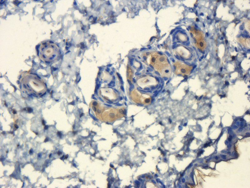 IL10 Rabbit Polyclonal Antibody
