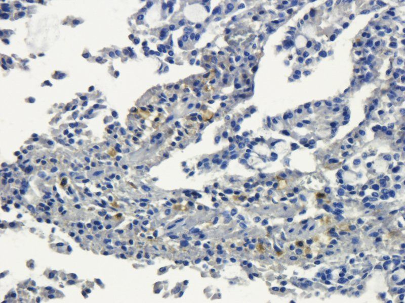 IL10 Rabbit Polyclonal Antibody