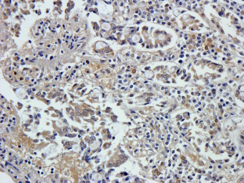 IL10 Rabbit Polyclonal Antibody