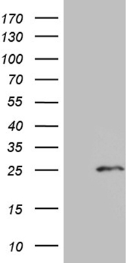 IL15 Antibody